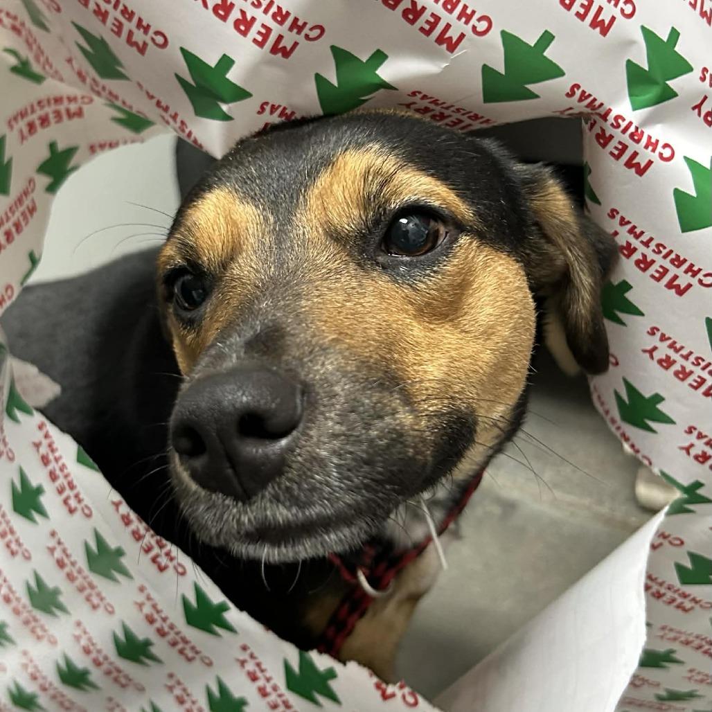 Sabrina, Adoptable, Adult Female German Shepherd Dog & Beagle.