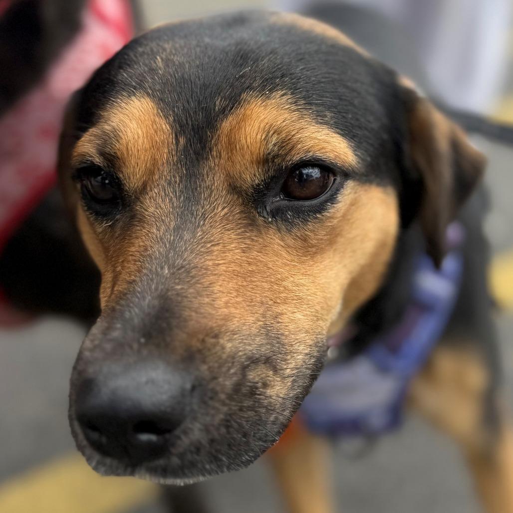 Enlarge Sabrina, a Adoptable mixed breed in Normal, IL image 2/6