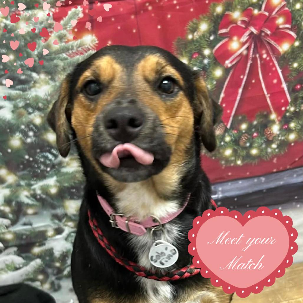 Enlarge Sabrina, a Adoptable mixed breed in Normal, IL image 2/5