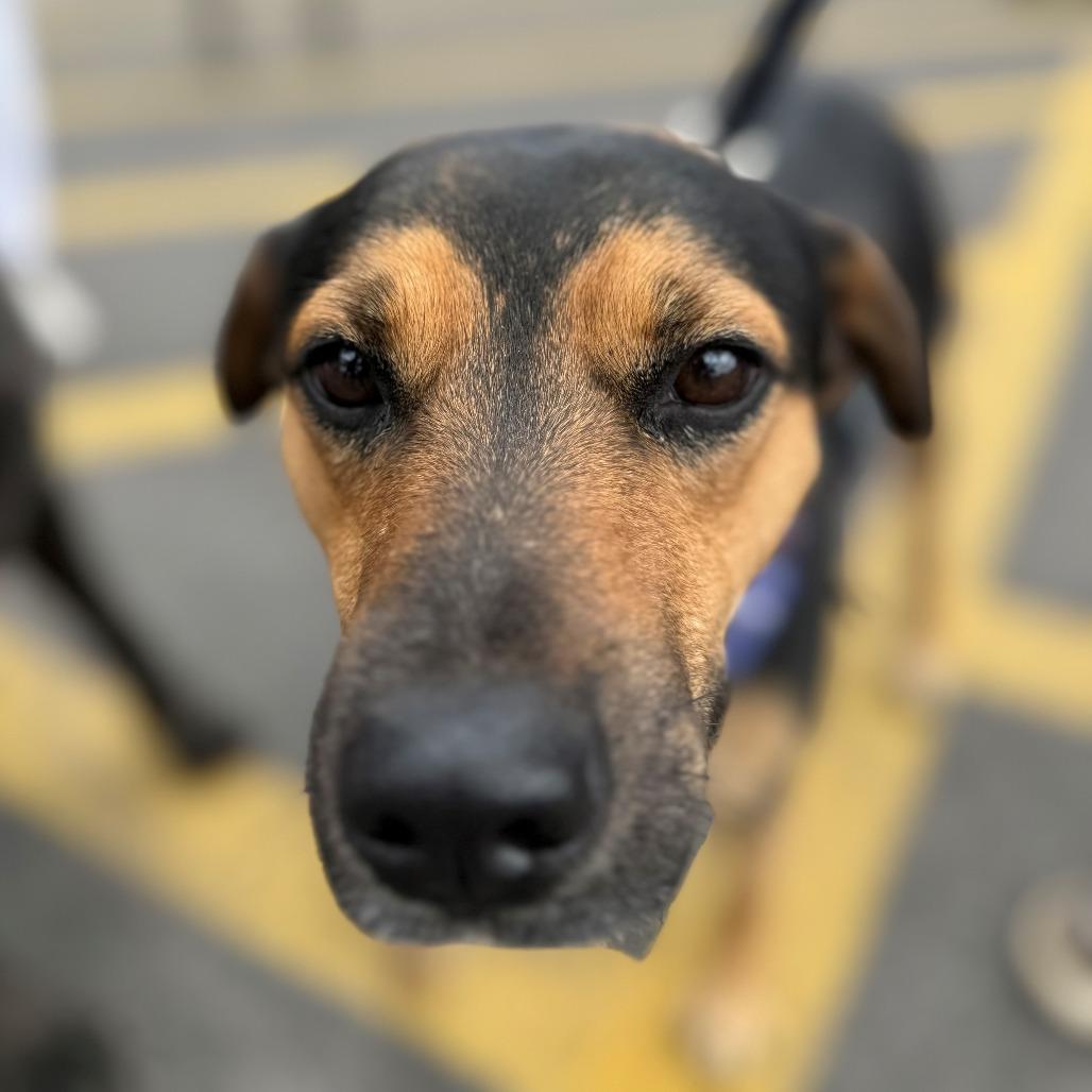 Enlarge Sabrina, a Adoptable mixed breed in Normal, IL image 3/6