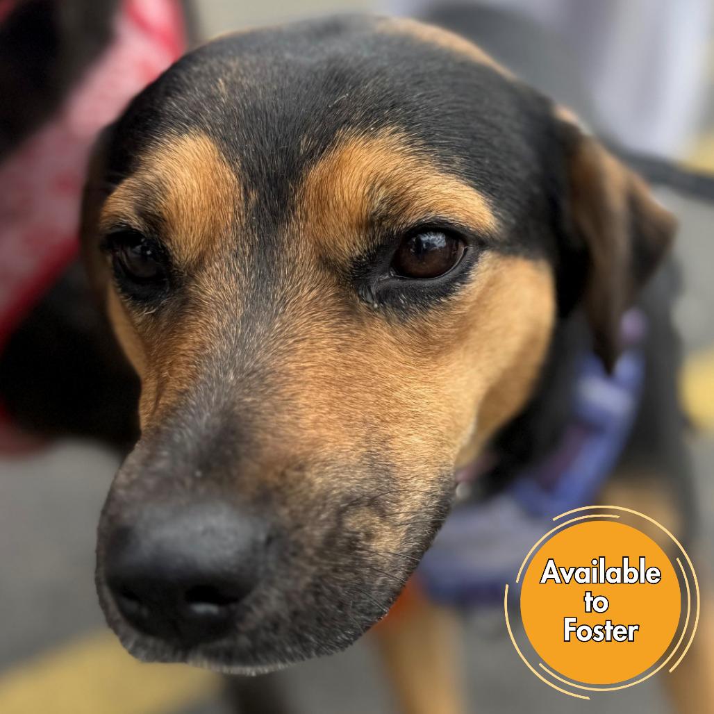 Enlarge Sabrina, a Adoptable mixed breed in Normal, IL image 4/6