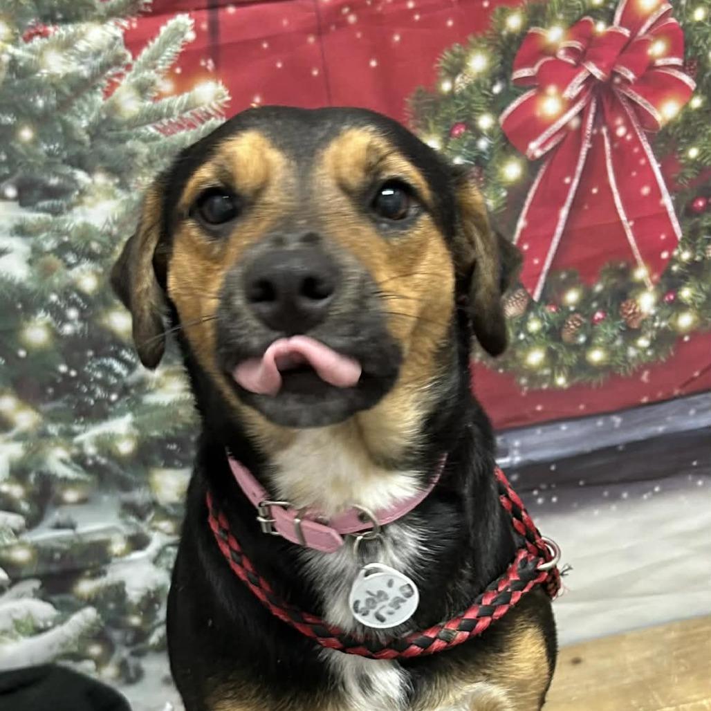 Enlarge Sabrina, a Adoptable mixed breed in Normal, IL image 4/5