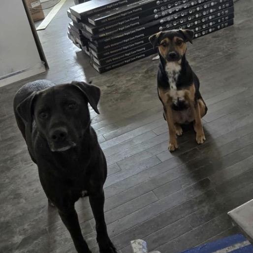 Enlarge Sabrina, a Adoptable mixed breed in Normal, IL image 5/5