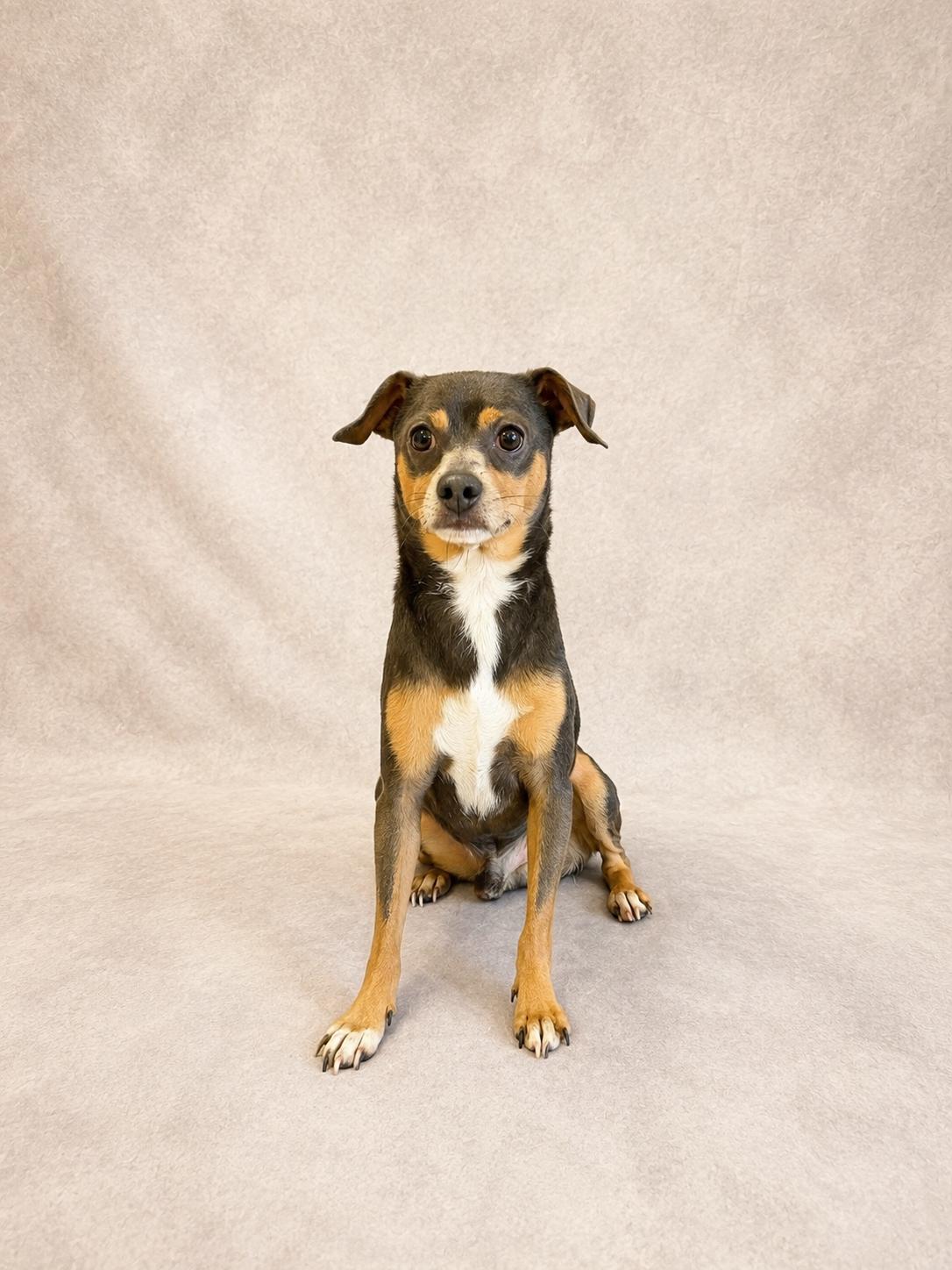 Mr.Poncho, a ADOPTABLE mixed breed in Lebanon, TN image 3/4