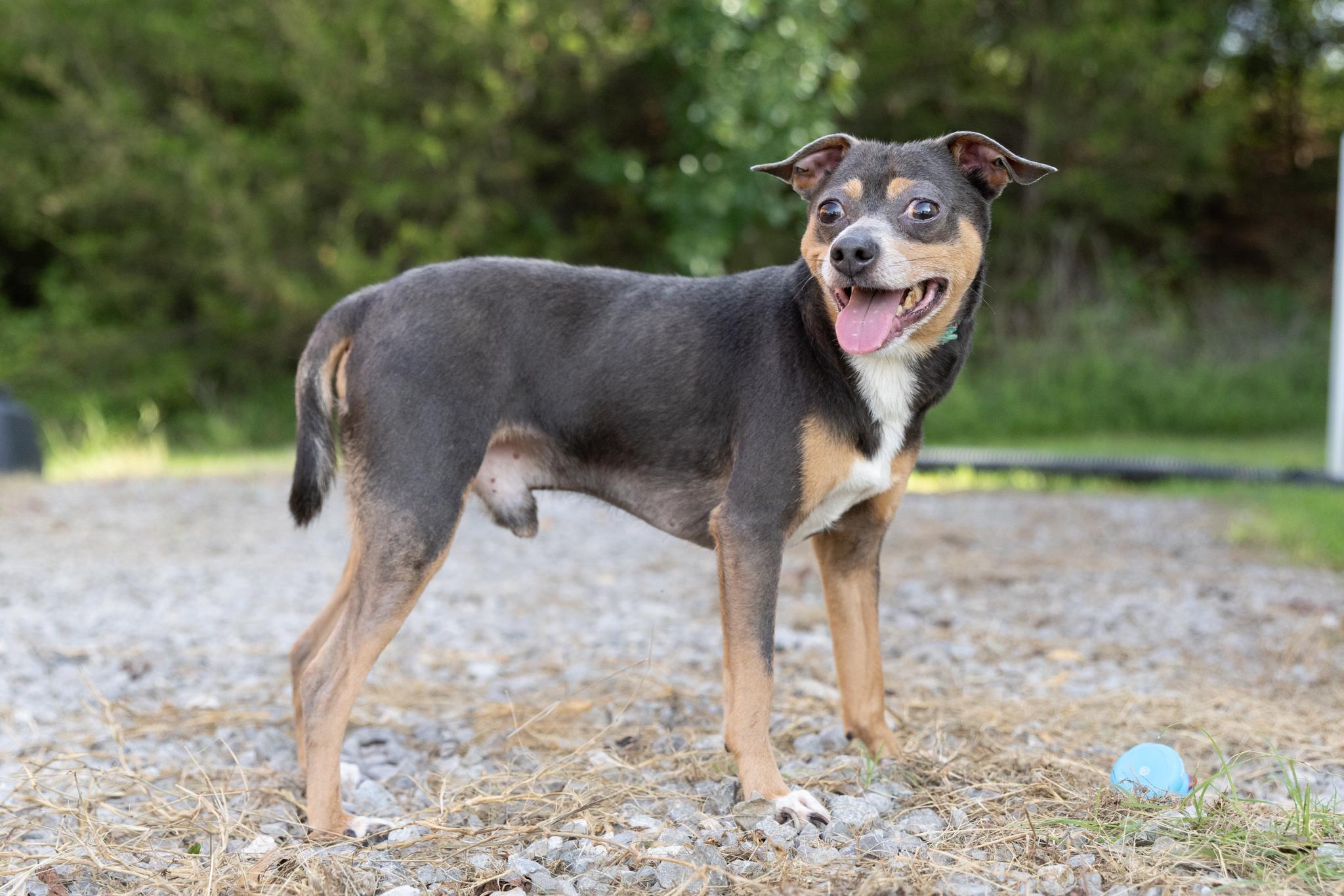 Enlarge Mr.Poncho, an adopted mixed breed in Lebanon, TN image 4/6