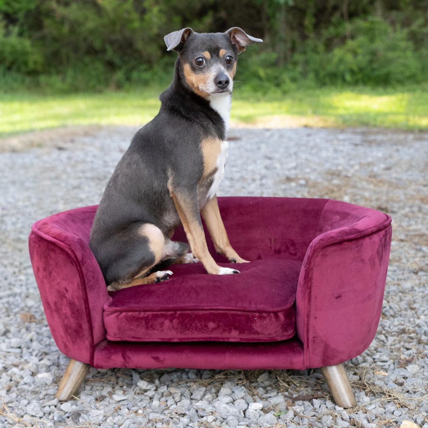 Enlarge Mr.Poncho, an adopted mixed breed in Lebanon, TN image 2/6