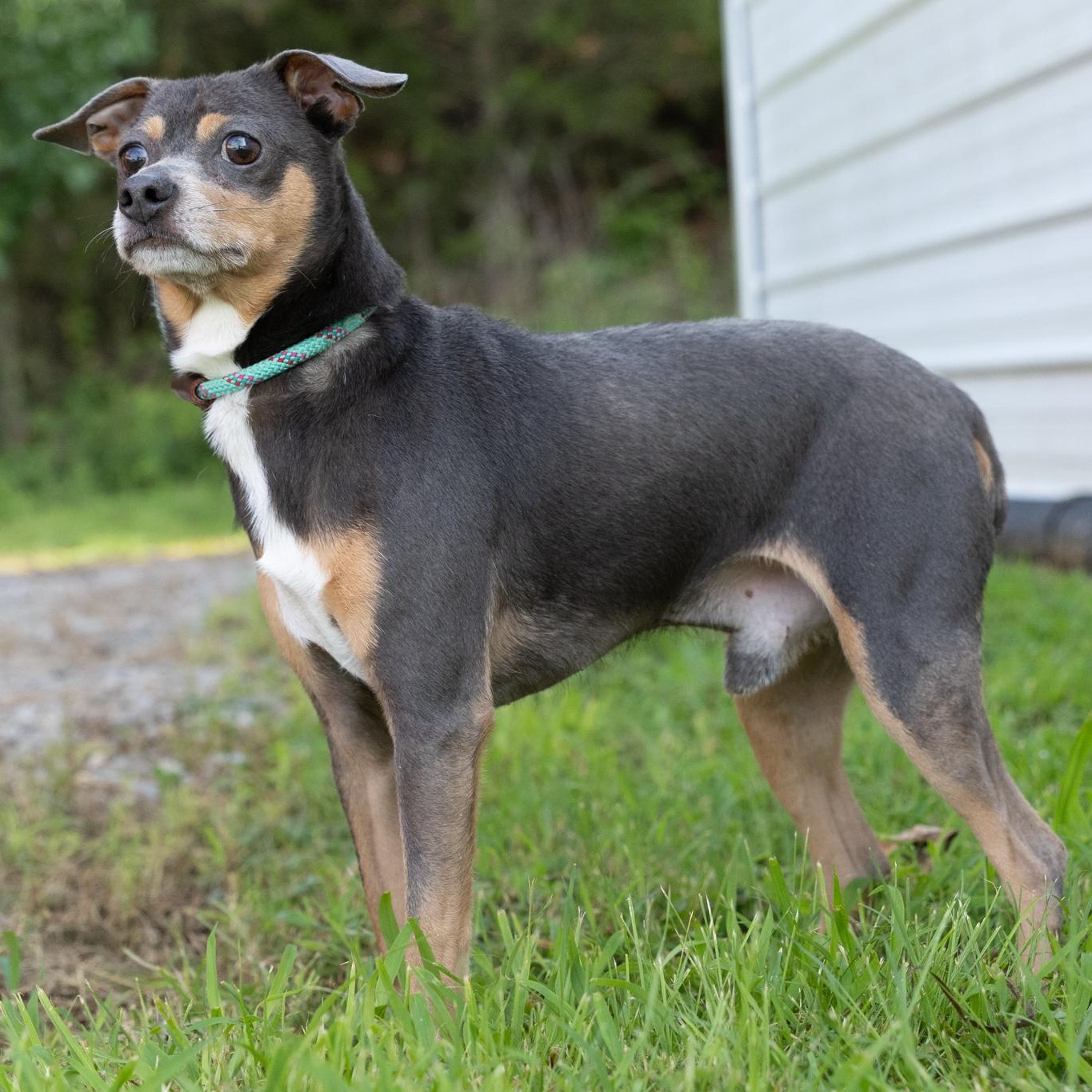 Enlarge Mr.Poncho, an adopted mixed breed in Lebanon, TN image 3/6
