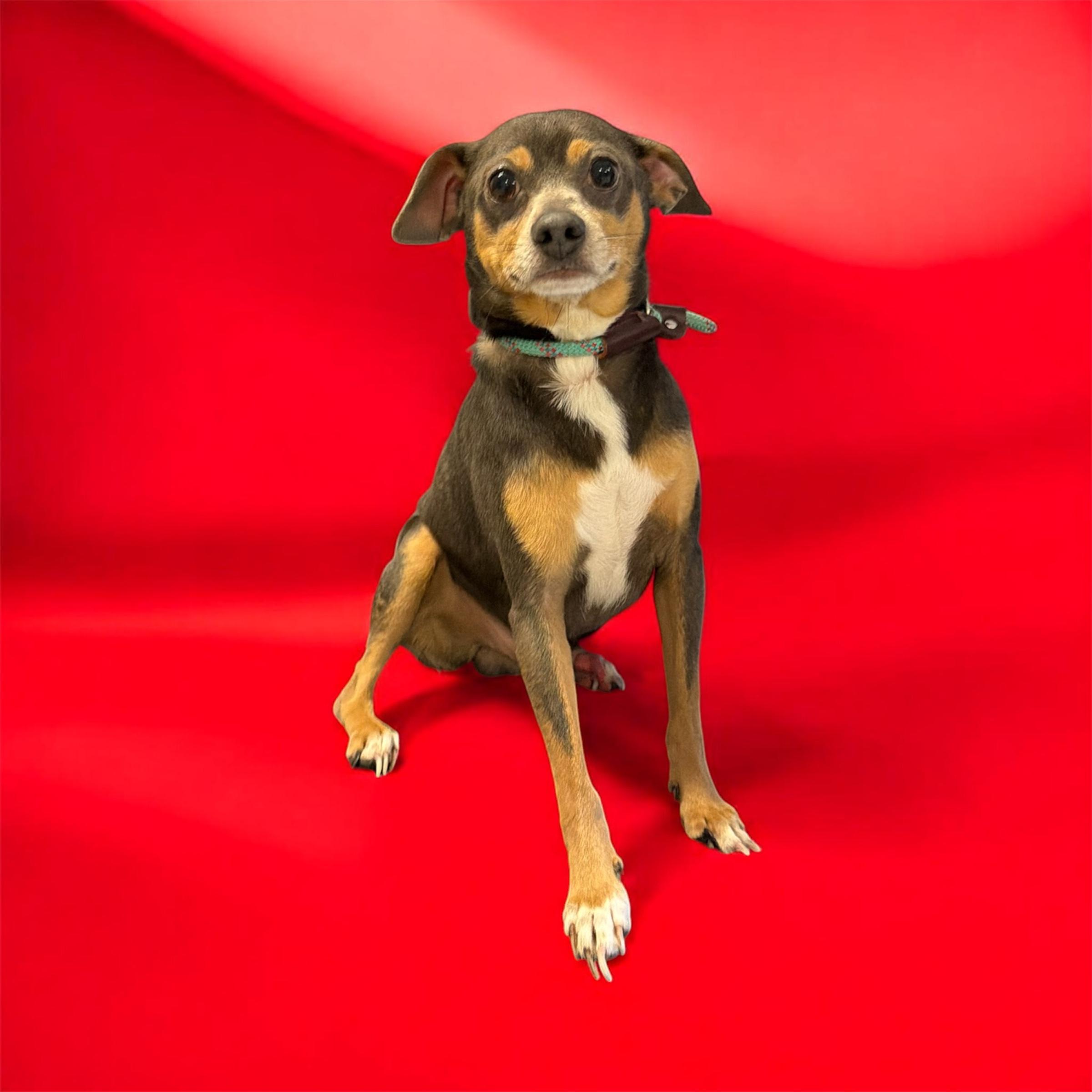 Mr.Poncho, ADOPTABLE, Adult Male Chihuahua.