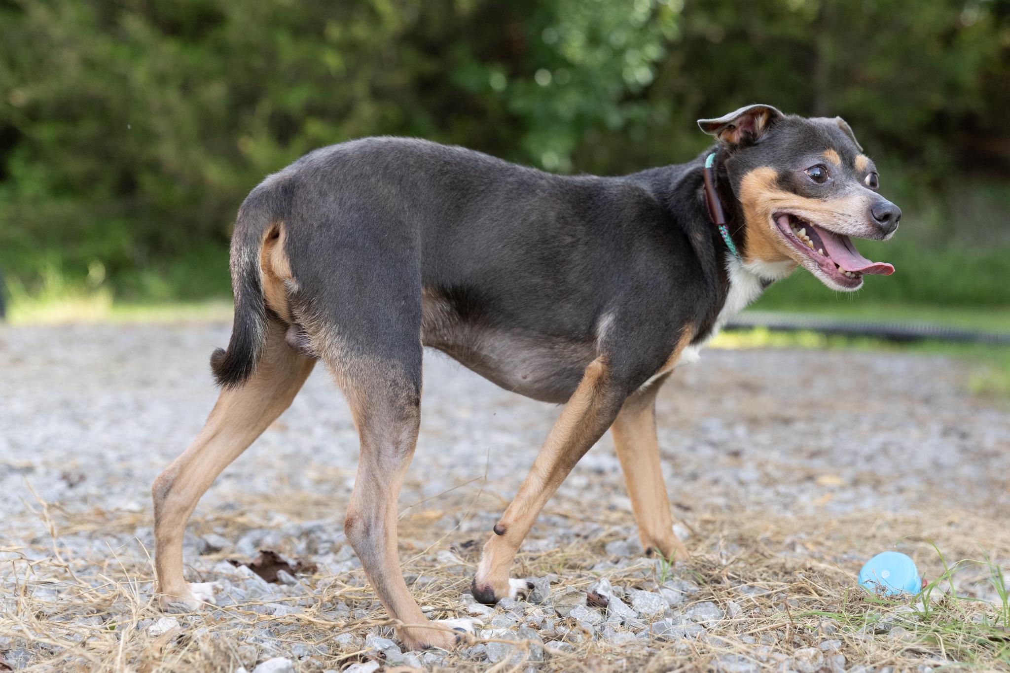 Enlarge Mr.Poncho, an adopted mixed breed in Lebanon, TN image 6/6