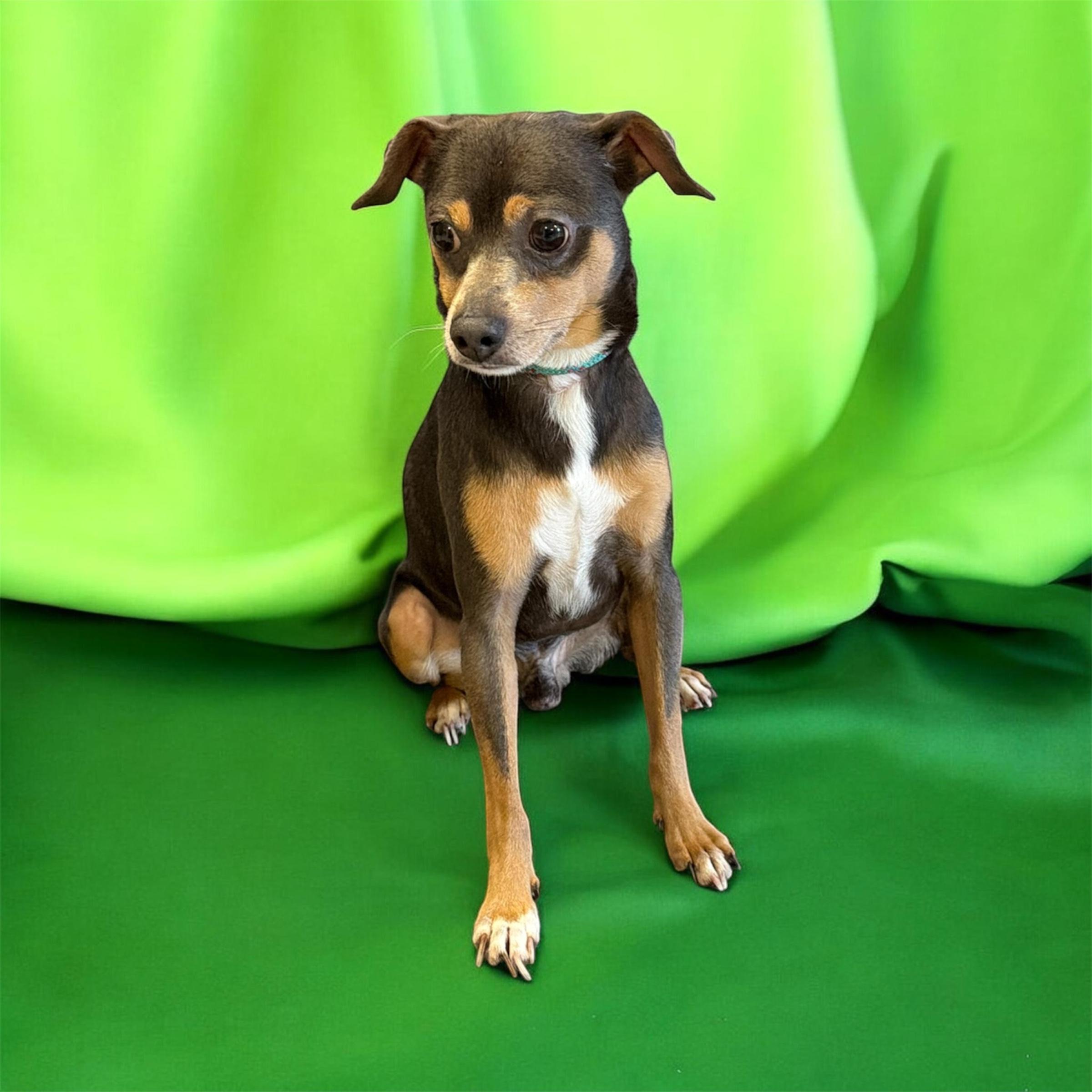 Mr.Poncho, a ADOPTABLE mixed breed in Lebanon, TN image 1/4