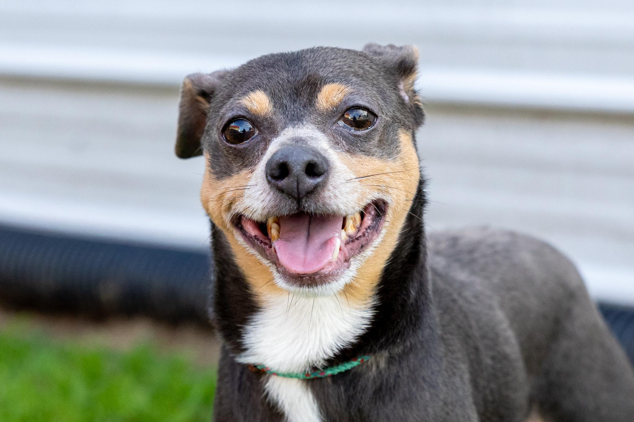 Enlarge Mr.Poncho, an adopted mixed breed in Lebanon, TN image 1/6