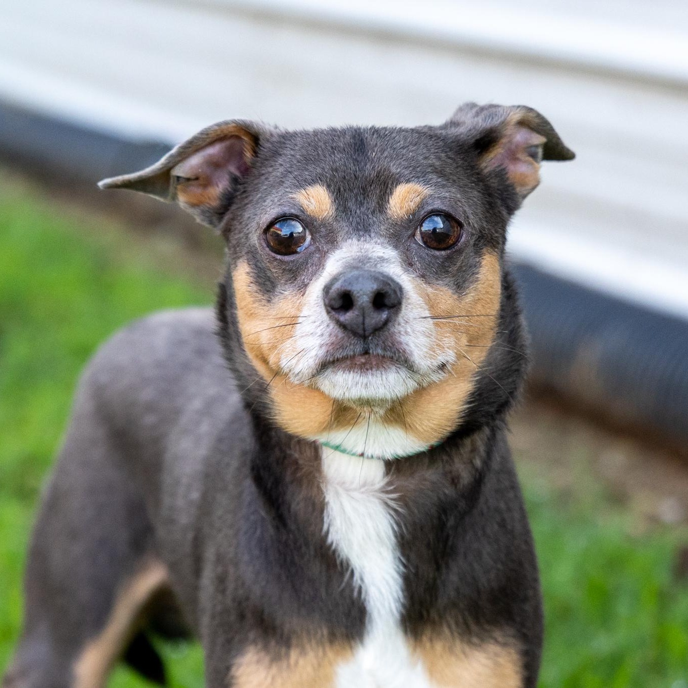 Enlarge Mr.Poncho, an adopted mixed breed in Lebanon, TN image 5/6