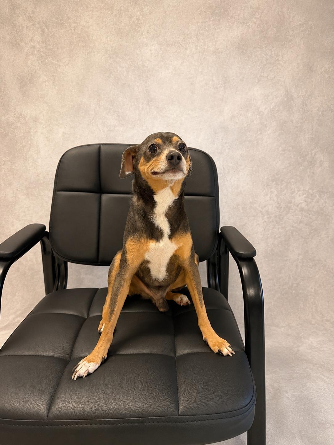 Mr.Poncho, a ADOPTABLE mixed breed in Lebanon, TN image 4/4