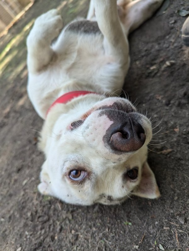 Adopt DANNY DEVITO Dog for adoption