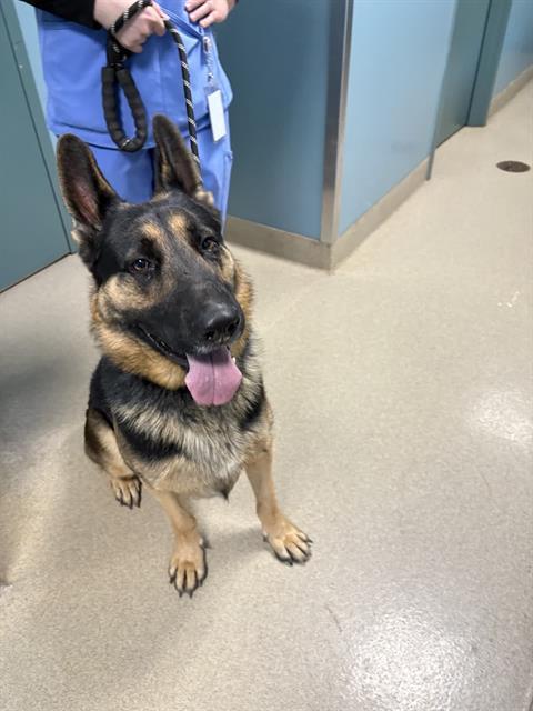 HARLEM, Adoptable, Adult Male German Shepherd Dog.