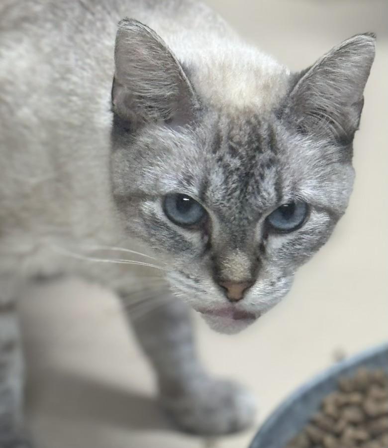 Enlarge Teddi Long Letter, a Adoptable Siamese in Lees Summit, MO image 1/1