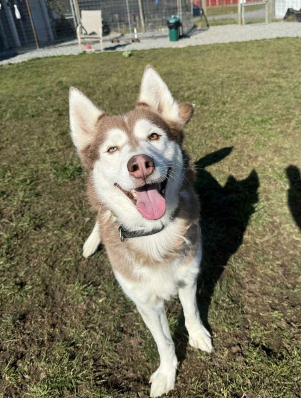 Enlarge Rhubarb, a Adoptable mixed breed in Sechelt, BC image 1/1