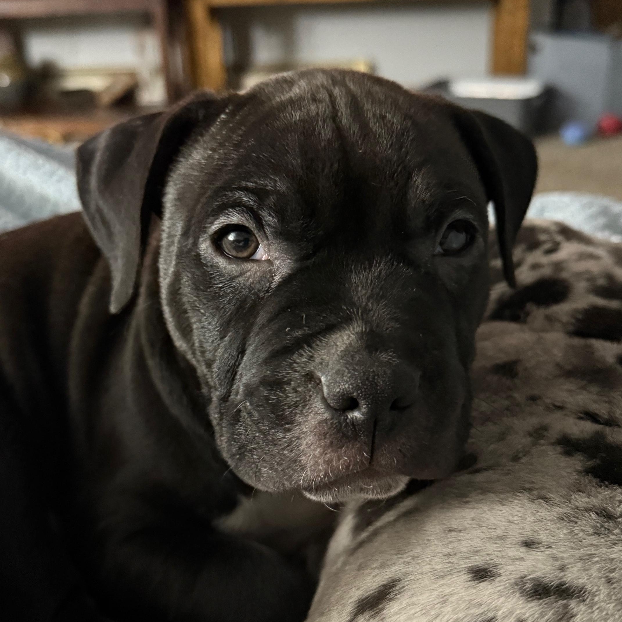 Enlarge Grinchy, an adopted Pit Bull Terrier in Peotone, IL image 5/6