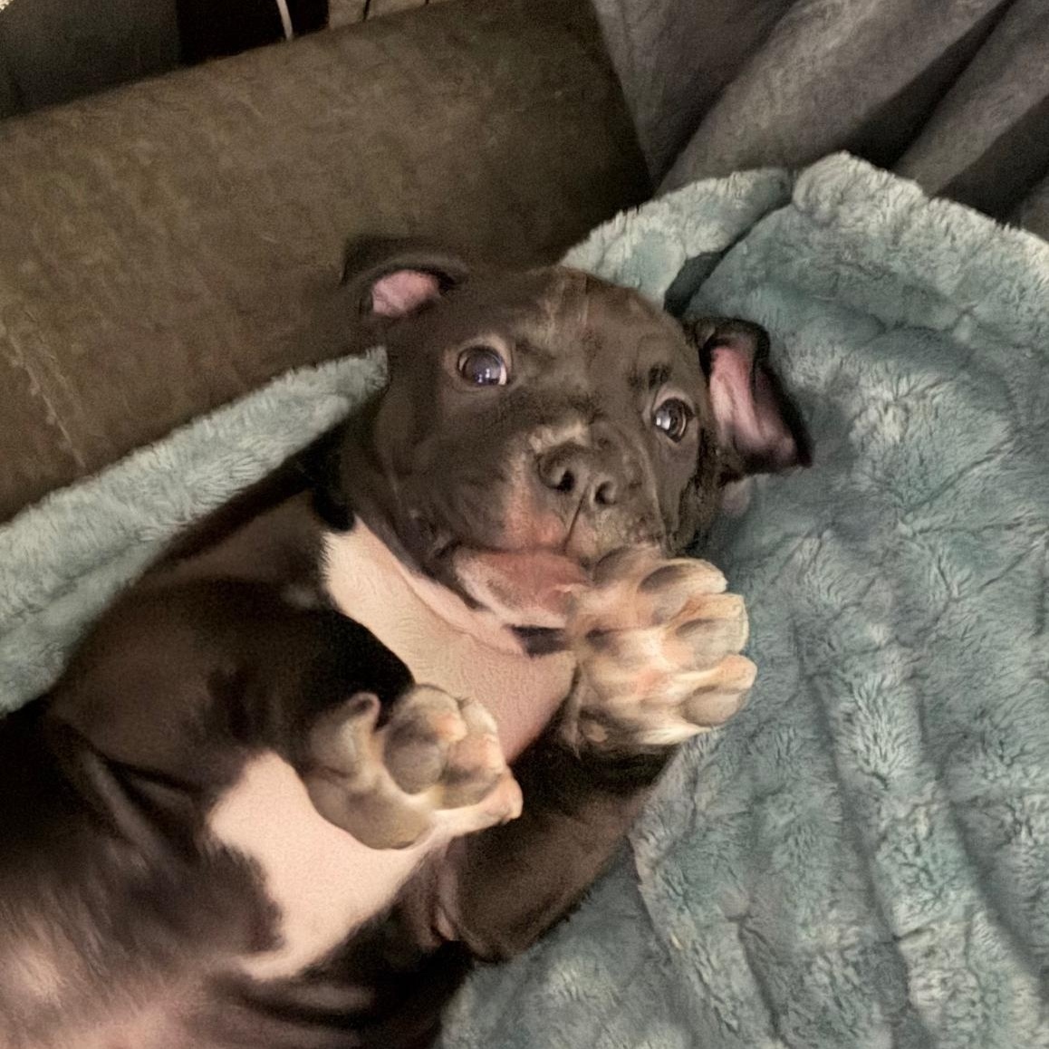 Enlarge Grinchy, an adopted Pit Bull Terrier in Peotone, IL image 2/6