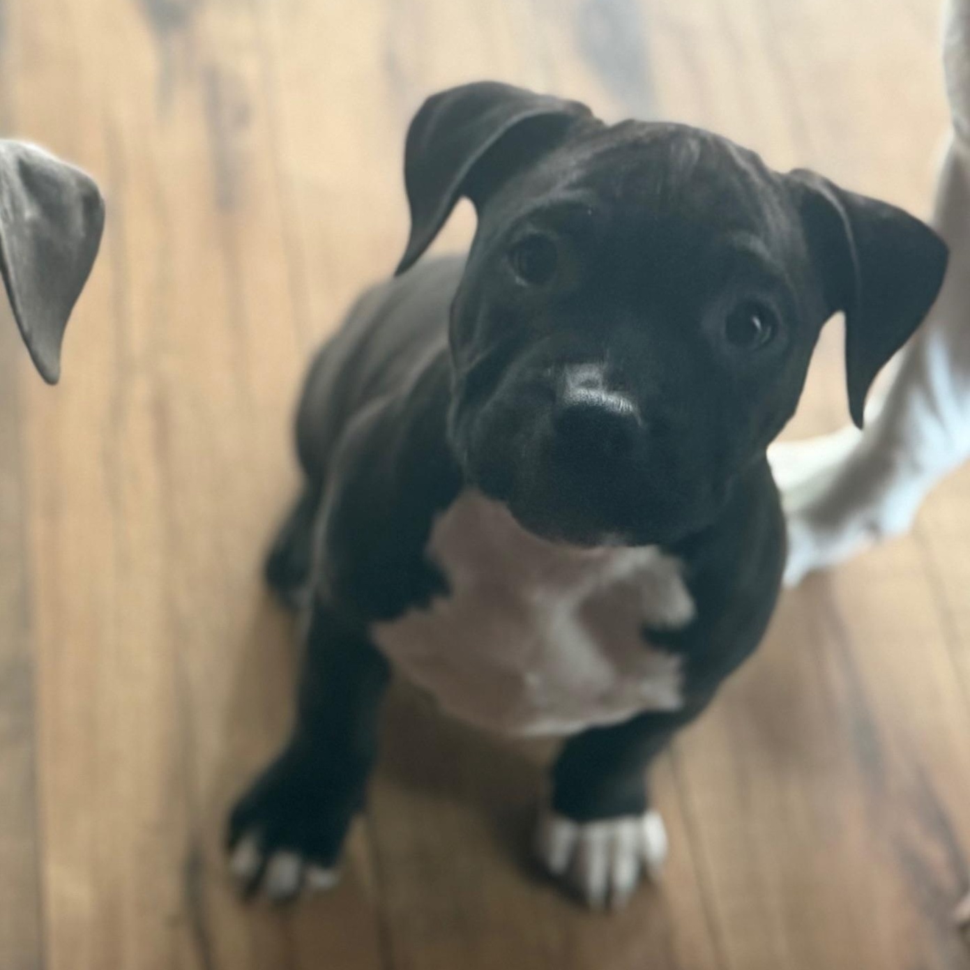Enlarge Grinchy, an adopted Pit Bull Terrier in Peotone, IL image 4/6