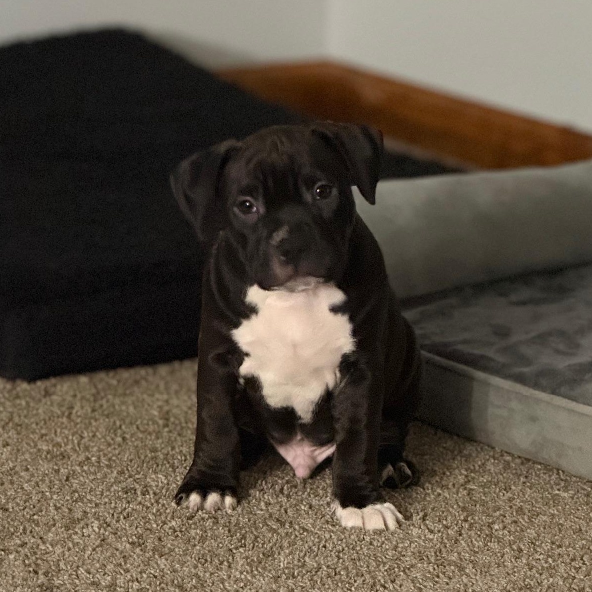 Grinchy, adopted, Puppy Male Pit Bull Terrier.