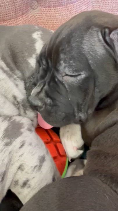 Enlarge Grinchy, an adopted Pit Bull Terrier in Peotone, IL video 6/6