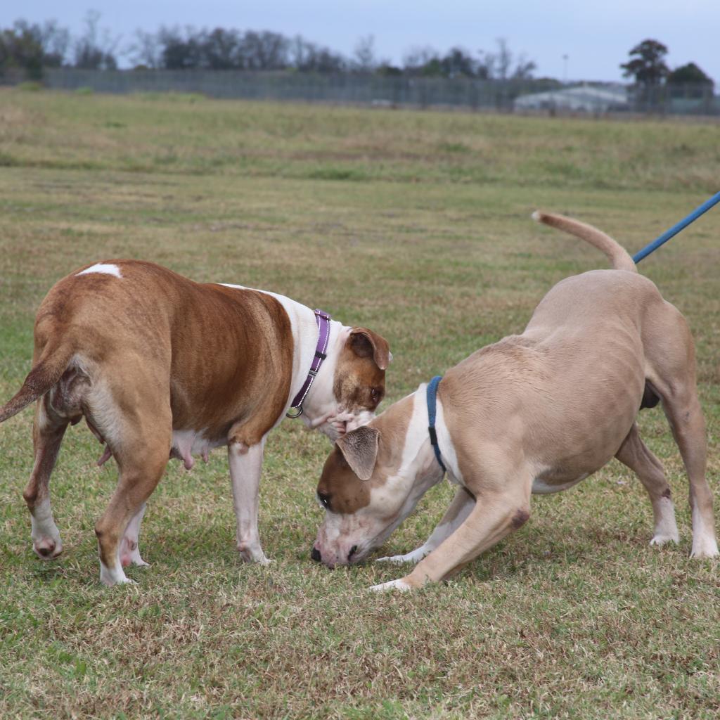 Motley (Smokey), a Adoptable Pit Bull Terrier in Natchitoches, LA image 1/6