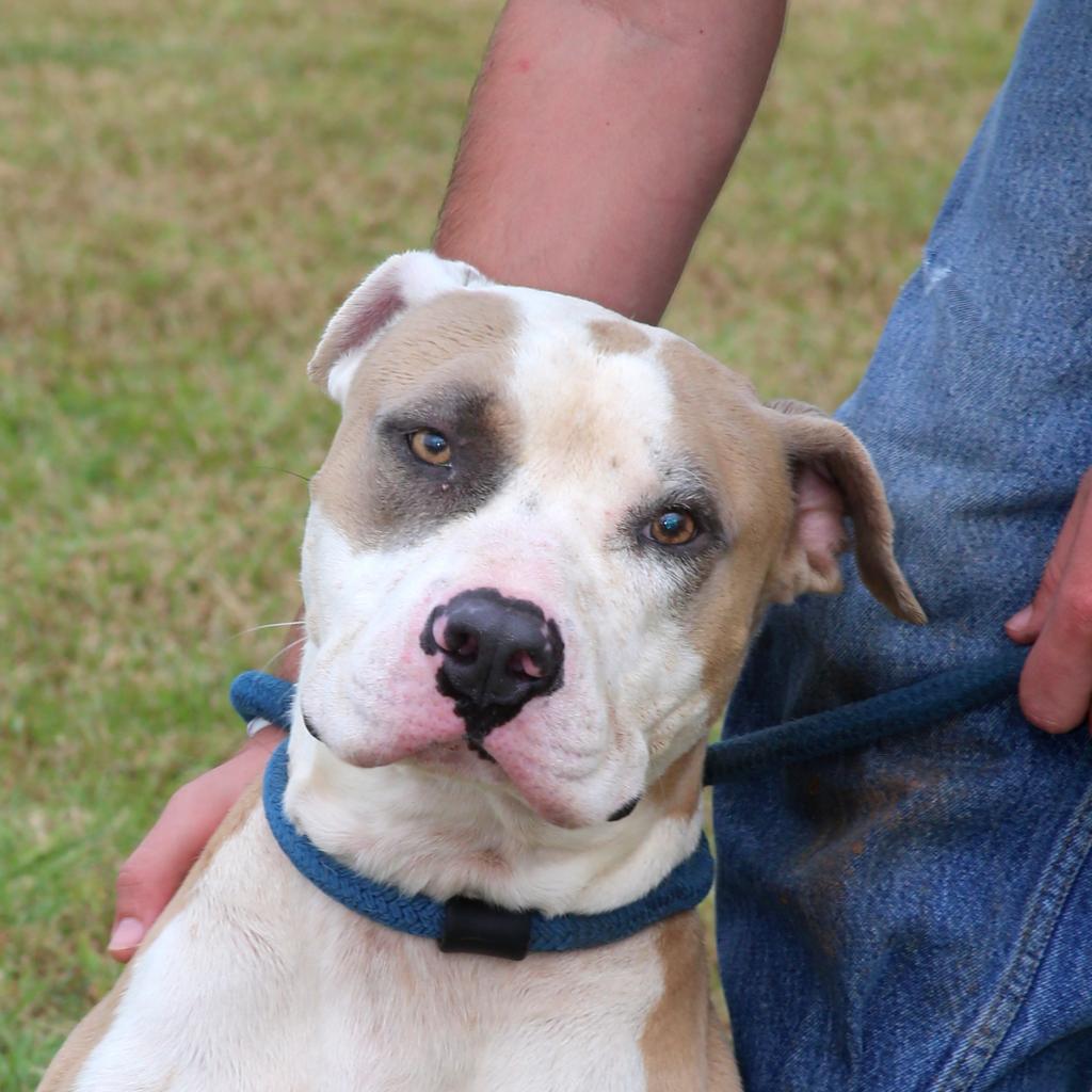 Motley (Smokey), a Adoptable Pit Bull Terrier in Natchitoches, LA image 2/6