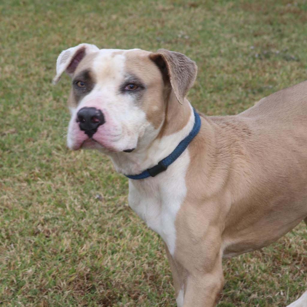 Motley (Smokey), a Adoptable Pit Bull Terrier in Natchitoches, LA image 2/6