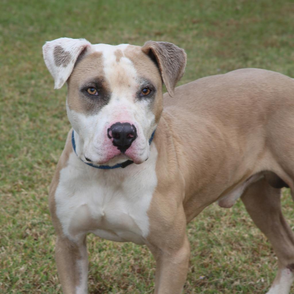 Motley (Smokey), a Adoptable Pit Bull Terrier in Natchitoches, LA image 4/6