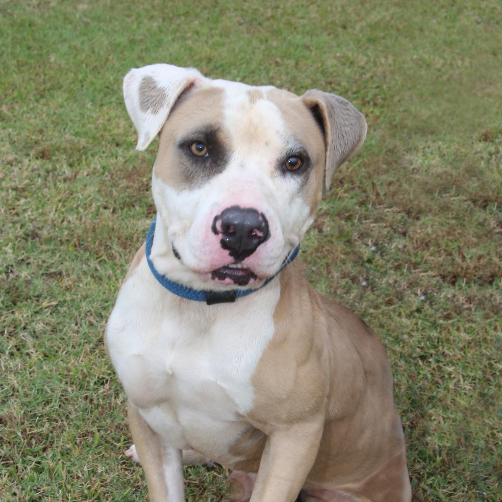 Motley (Smokey), a Adoptable Pit Bull Terrier in Natchitoches, LA image 5/6