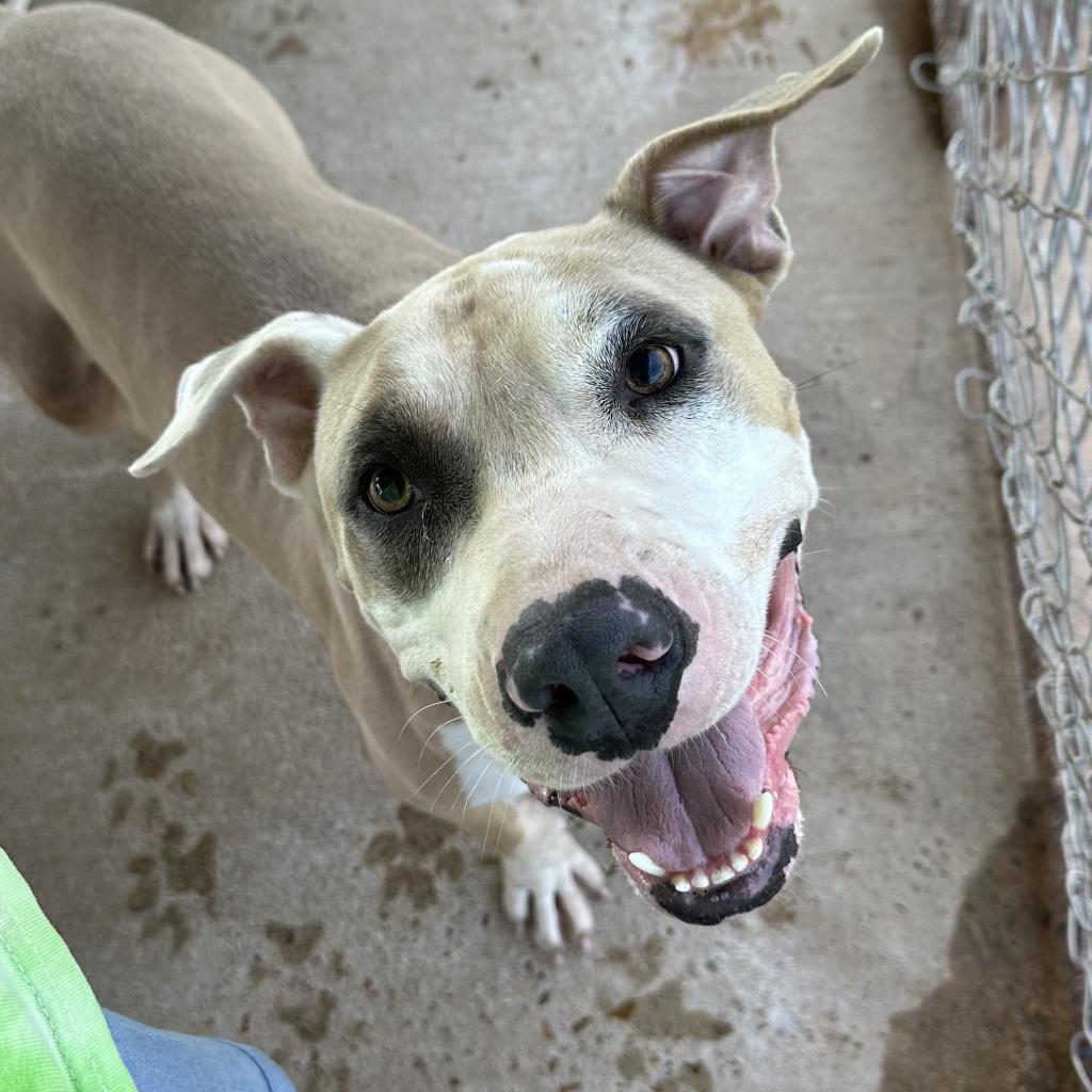 Motley (Smokey), a Adoptable Pit Bull Terrier in Natchitoches, LA image 6/6