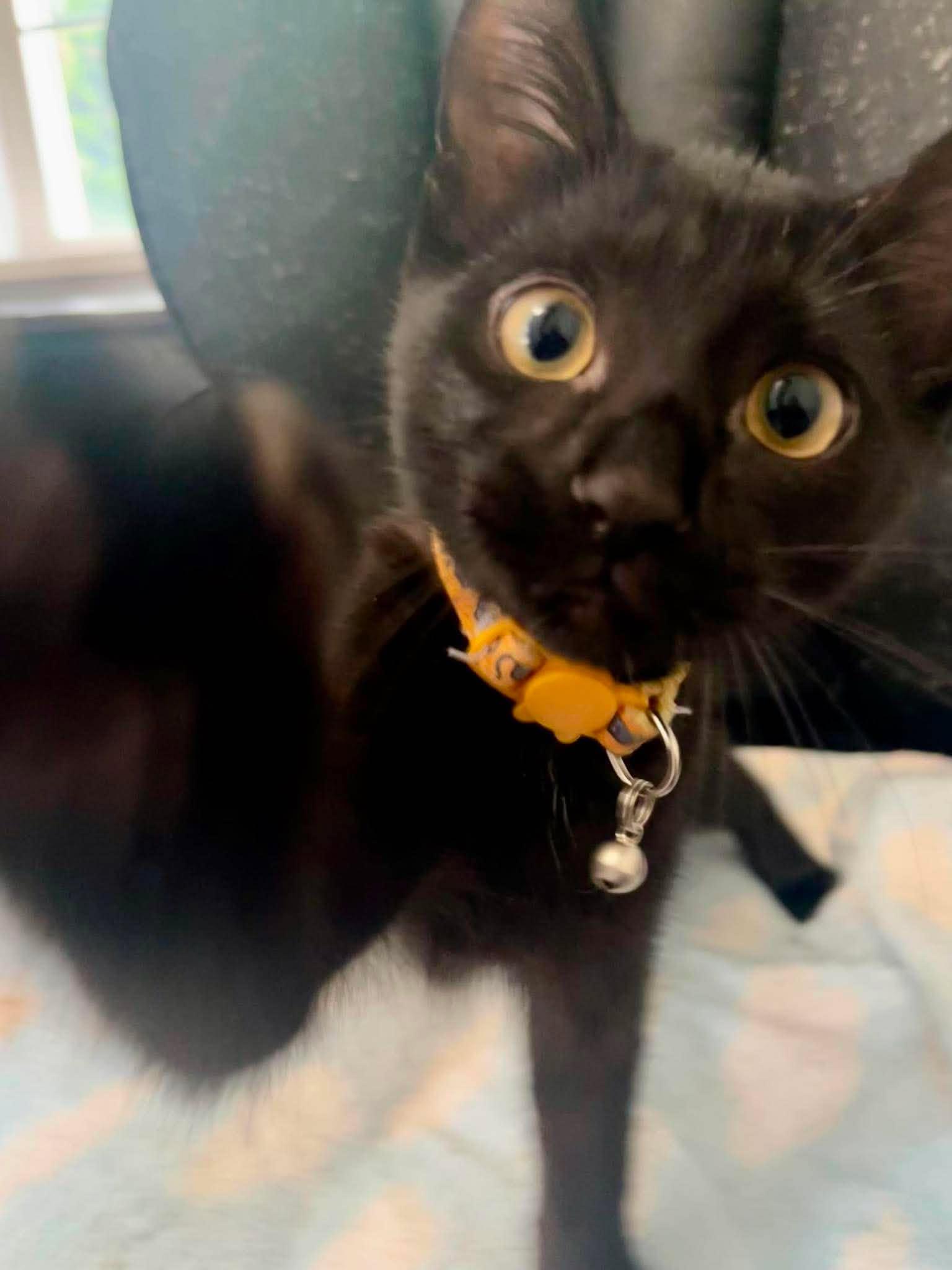 BEAU (bonded with IVY 2), a Adoptable Domestic Short Hair in Tillsonburg, ON image 5/6