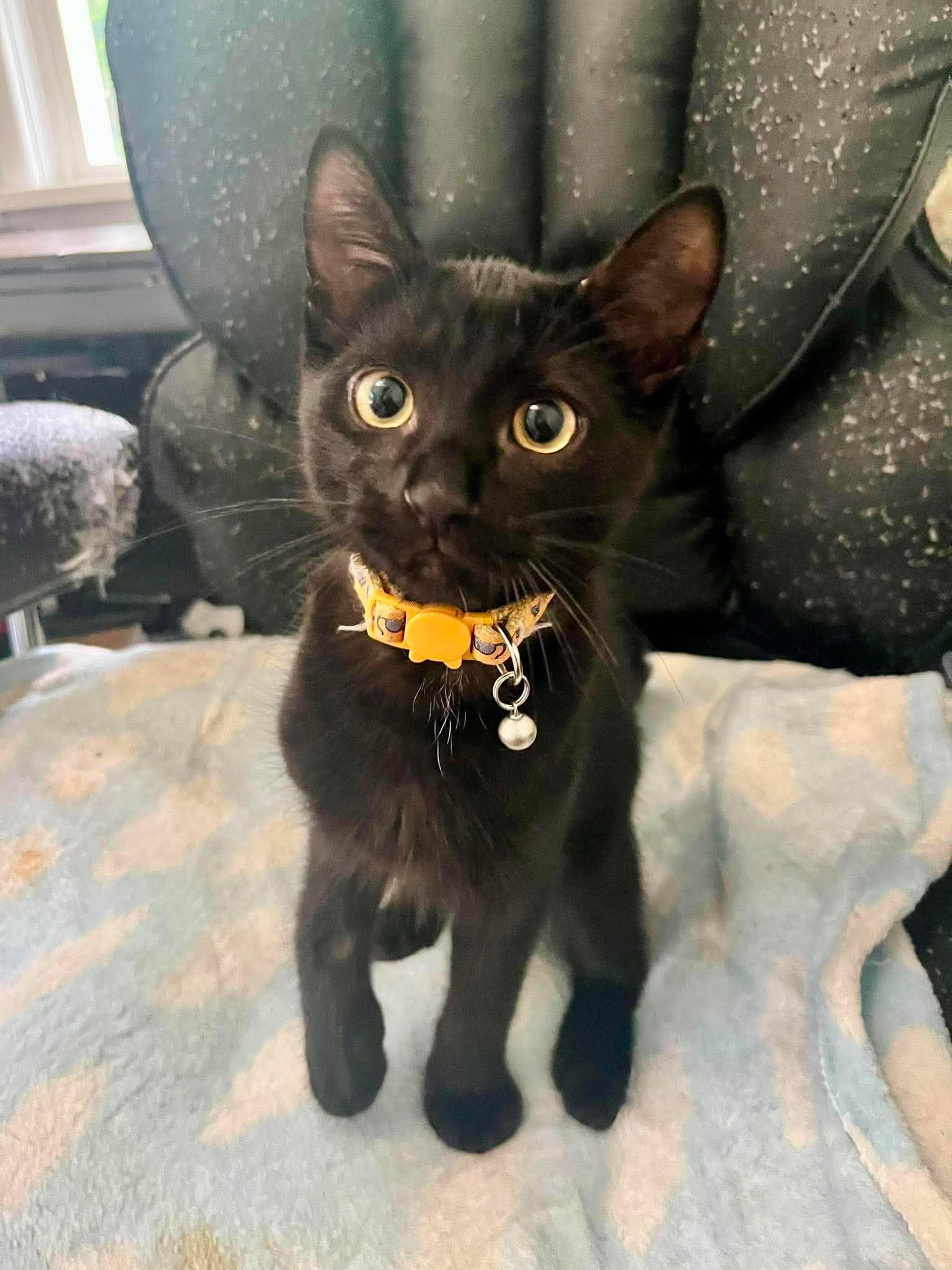 BEAU (bonded with IVY 2), a Adoptable Domestic Short Hair in Tillsonburg, ON image 3/6
