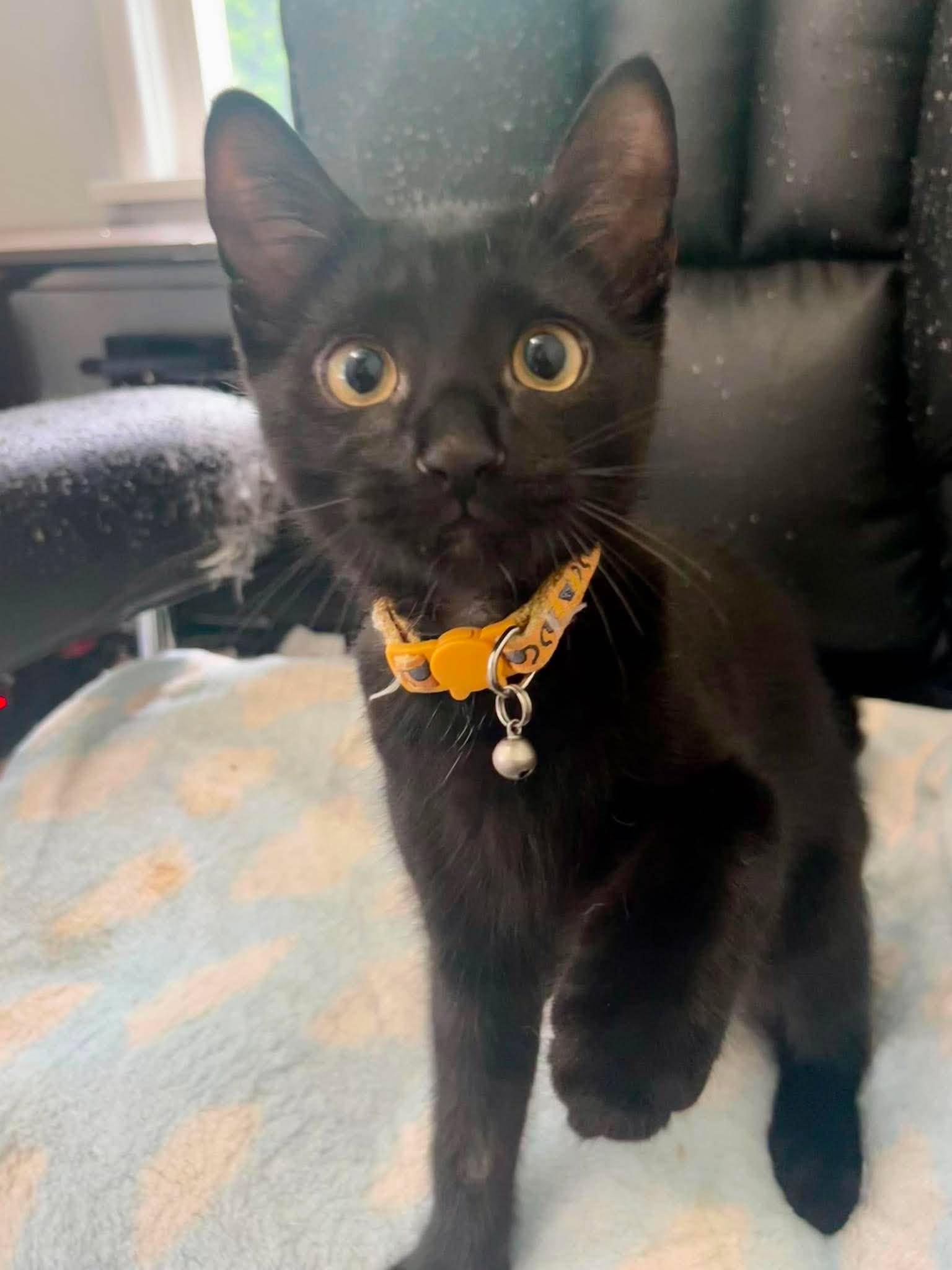 BEAU (bonded with IVY 2), a Adoptable Domestic Short Hair in Tillsonburg, ON image 4/6