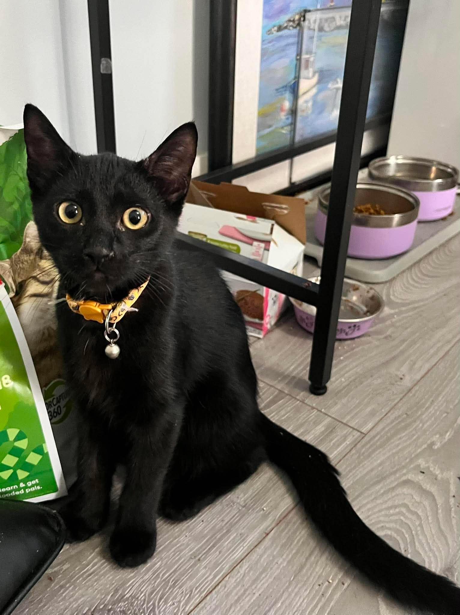 BEAU (bonded with IVY 2), a Adoptable Domestic Short Hair in Tillsonburg, ON image 2/6