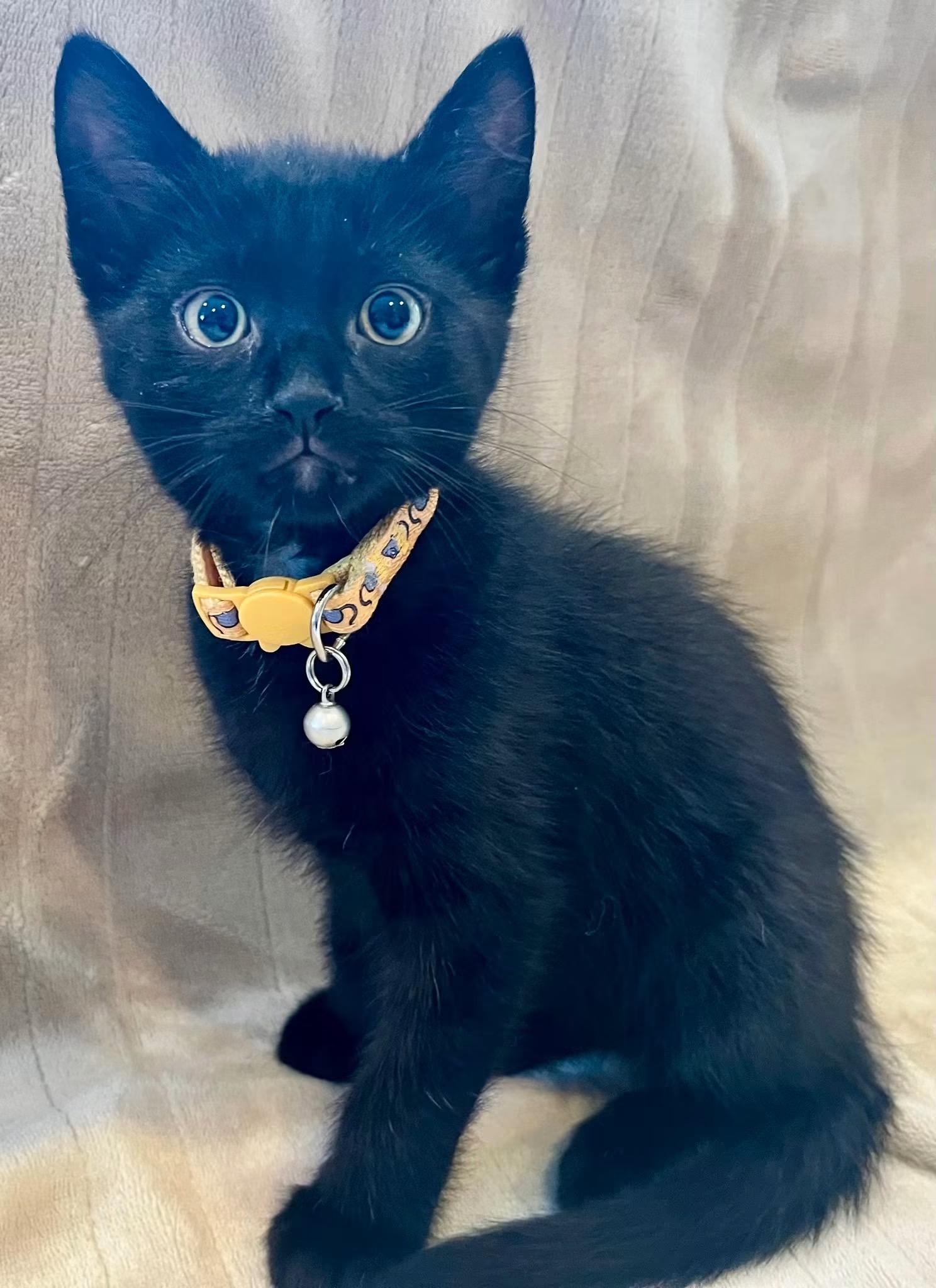 BEAU (bonded with IVY 2), a Adoptable Domestic Short Hair in Tillsonburg, ON image 1/6