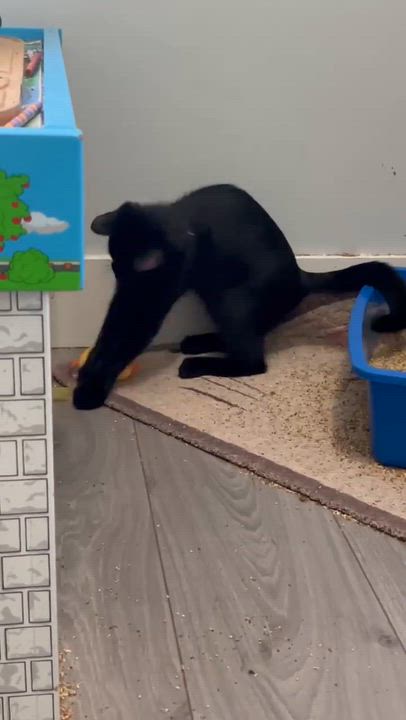 Enlarge BEAU (bonded with IVY 2), a Adoptable Domestic Short Hair in Tillsonburg, ON video 6/6
