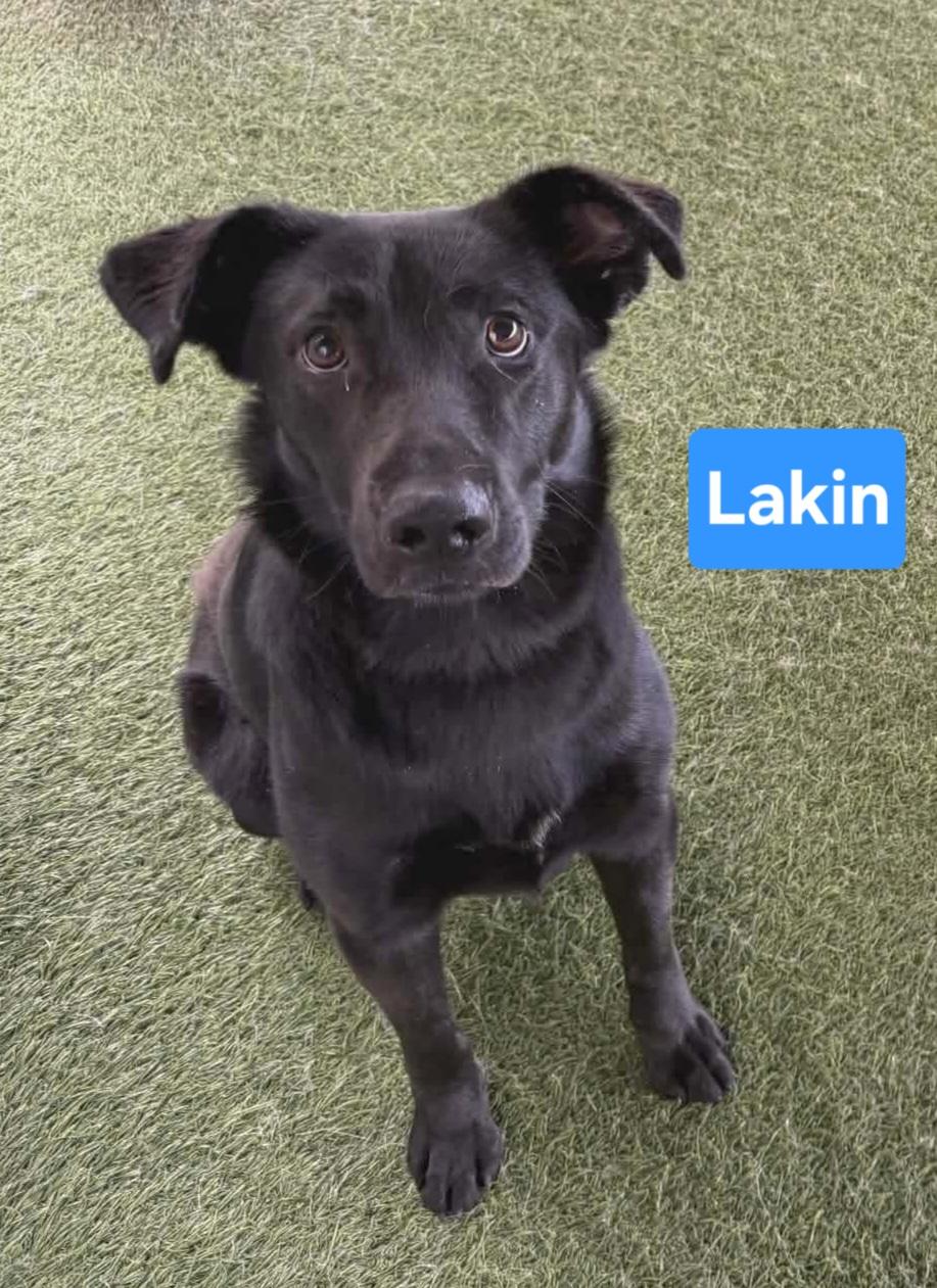 Lakin, ADOPTABLE, Puppy Male Black Labrador Retriever.