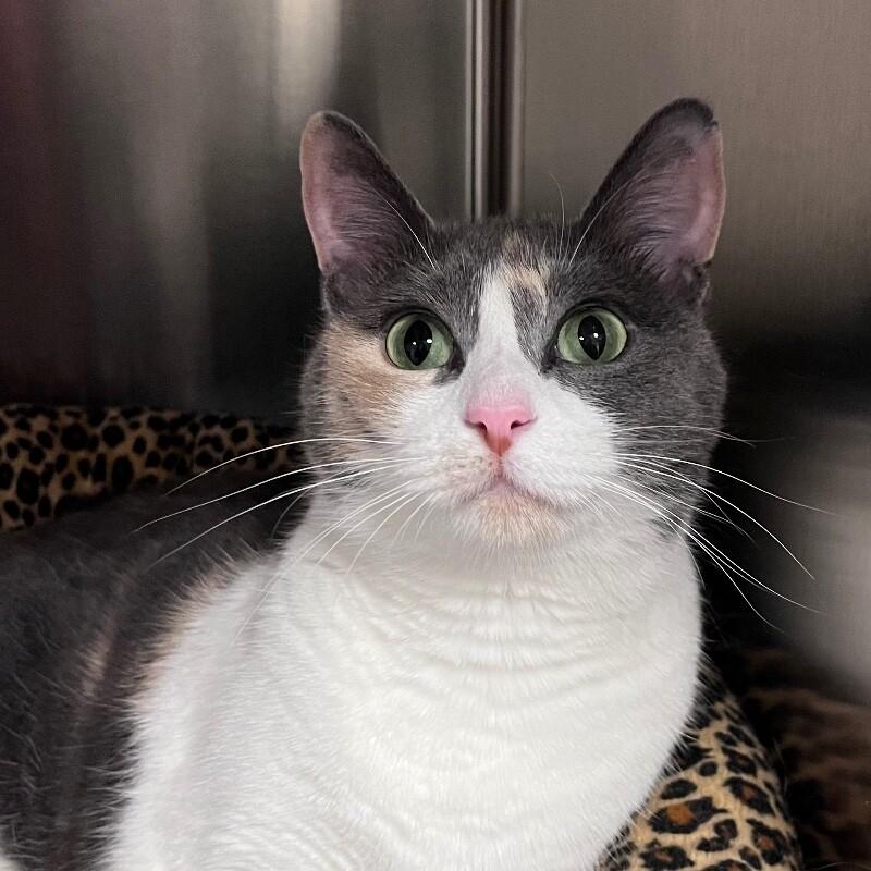 Enlarge Callie, a Adoptable mixed breed in Yankton, SD image 1/4