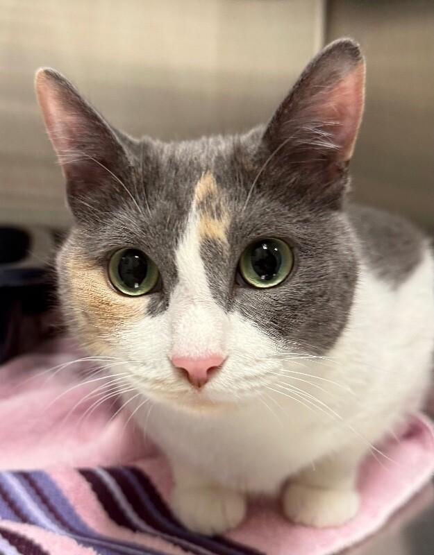 Enlarge Callie, a Adoptable mixed breed in Yankton, SD image 2/4