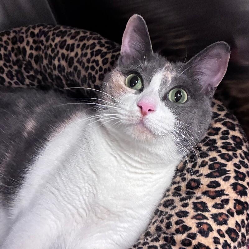 Enlarge Callie, a Adoptable mixed breed in Yankton, SD image 3/4