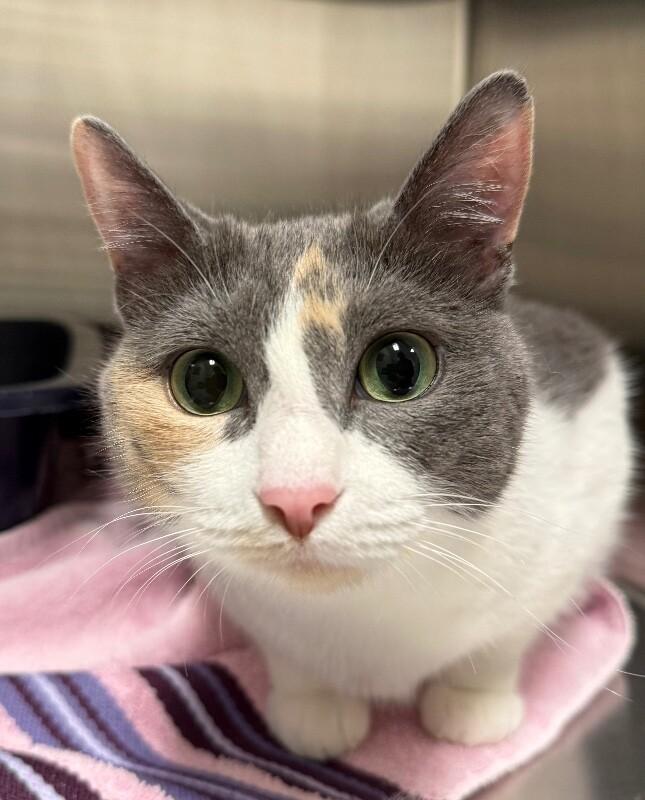 Enlarge Callie, a Adoptable mixed breed in Yankton, SD image 4/4