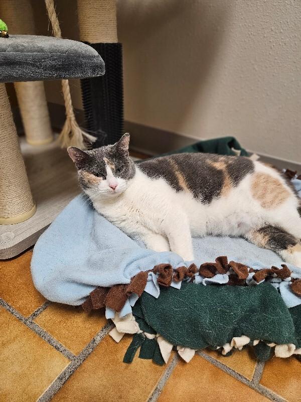 Callie, a Adoptable mixed breed in Yankton, SD image 4/6