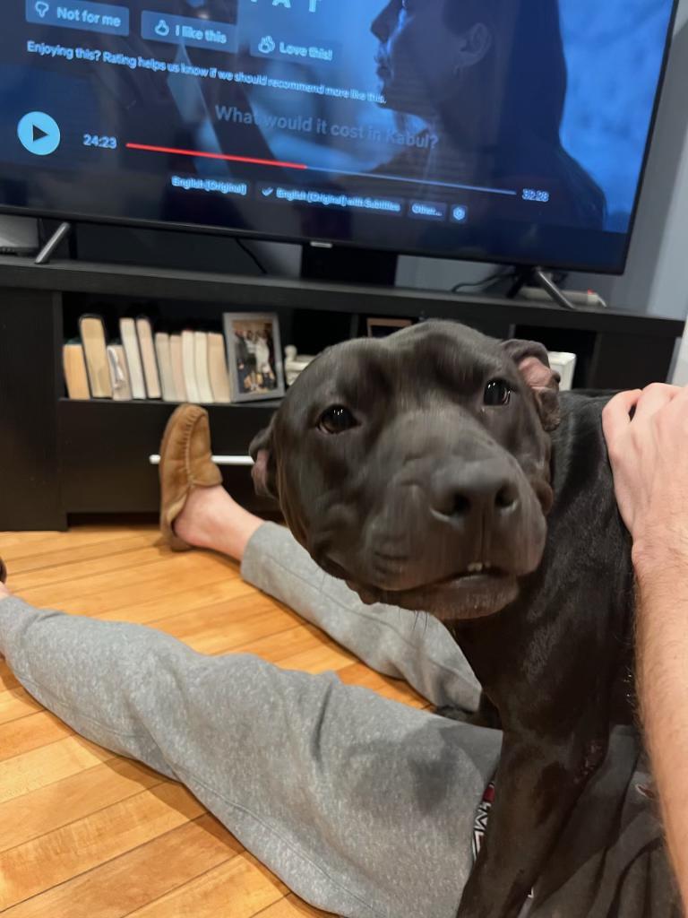 Flippy, Adopted, Young Male Pit Bull Terrier.