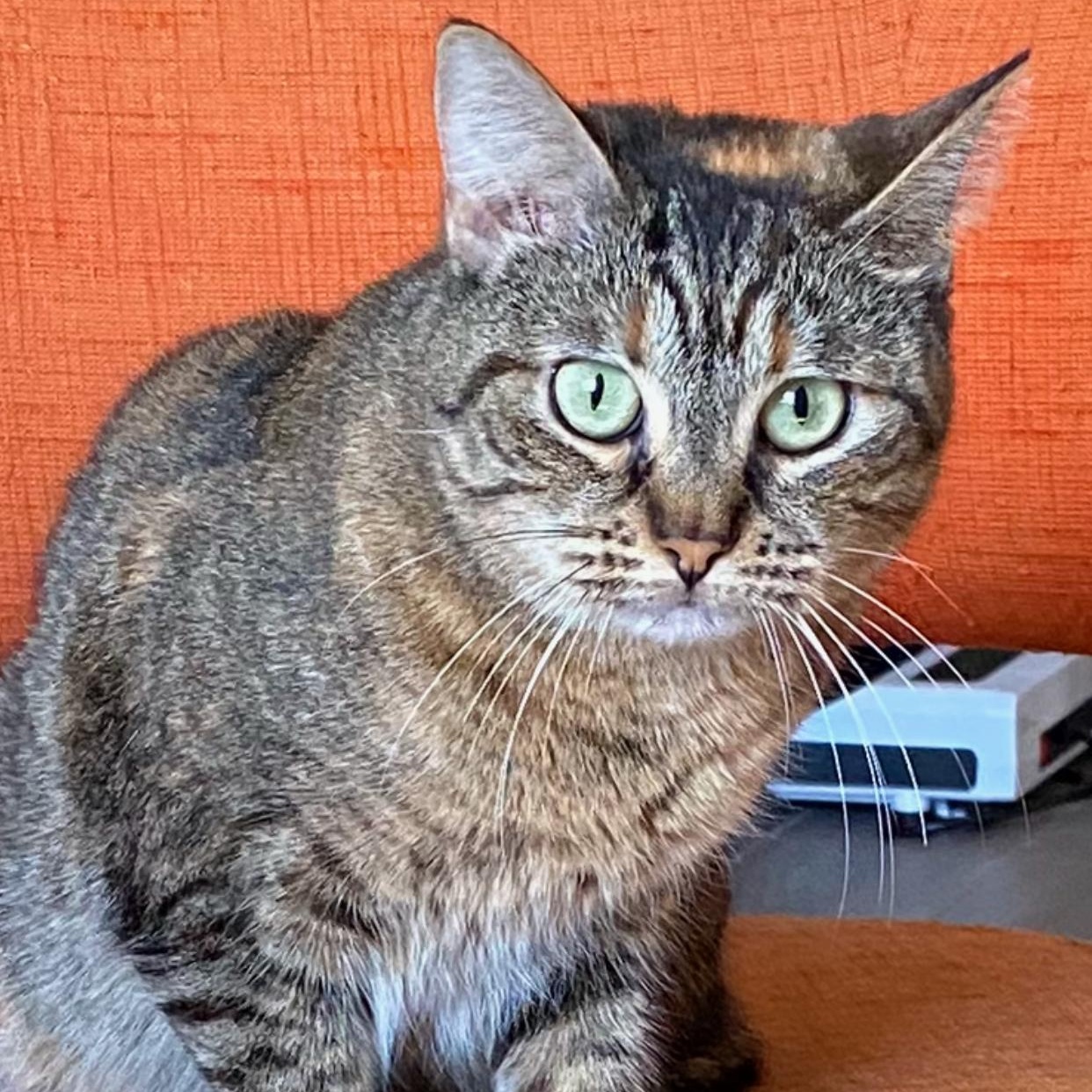 Enlarge Clara Louise, a Adoptable Domestic Short Hair in Portsmouth, NH image 5/5