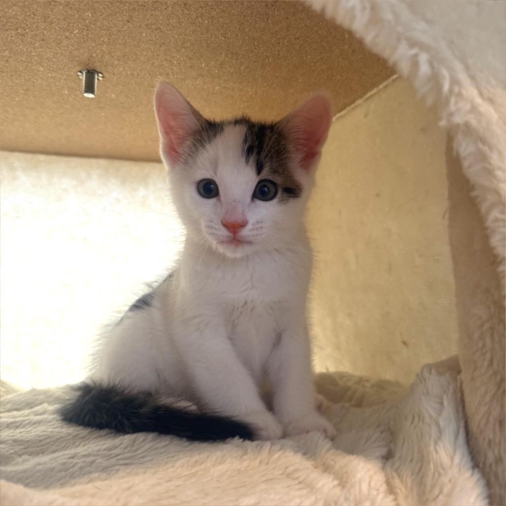 Cloud, Adoptable, Kitten Male Domestic Short Hair.