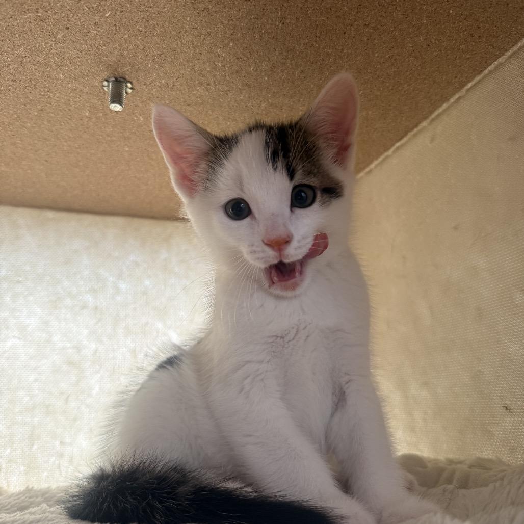 Enlarge Cloud, a Adoptable Domestic Short Hair in Seminole, FL image 2/2
