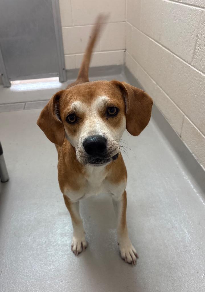 Victor / AC 28352 A, Adoptable, Young Male Hound.