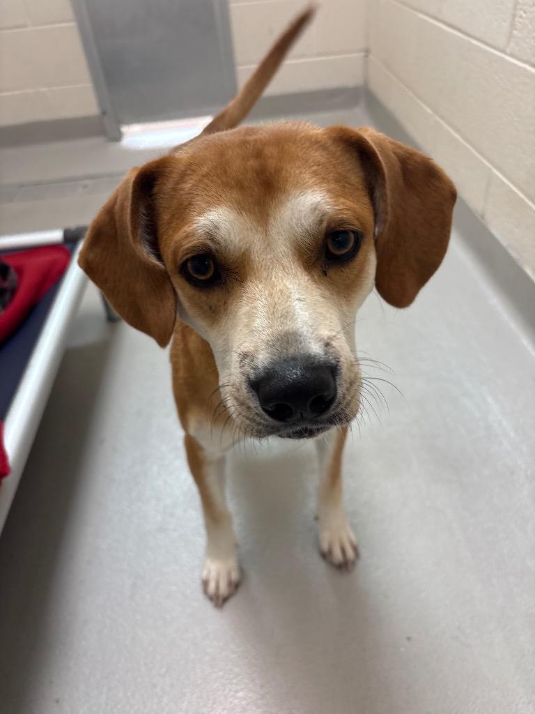 Enlarge Victor / AC 28352 A, a Adoptable mixed breed in Greeneville, TN image 2/3